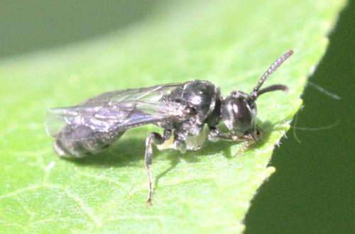 Psenulus sp.